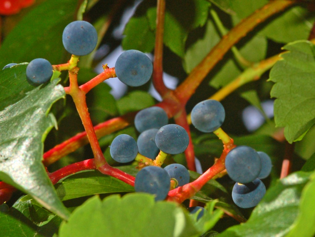 Parthenocissus quinquefolia / Vite canadese comune